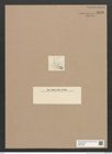 Diatomeae indet. Zeichnungen Sammlung Grunow Nr. 5876 (NHMW-BOT-W0374323)